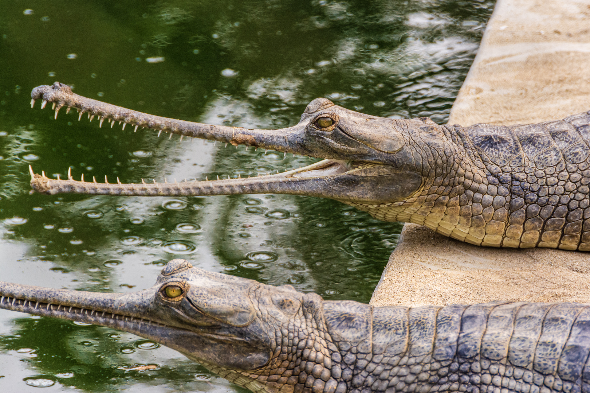 Chitwan Crocodile Breeding Project